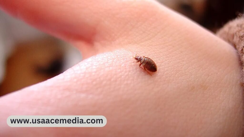 Bed Bugs